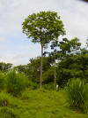 cedrela odorata spanish cedar tropical hardwood costa rica